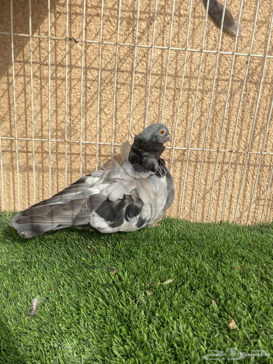 للبيع انثى بلو بار64241769622274111