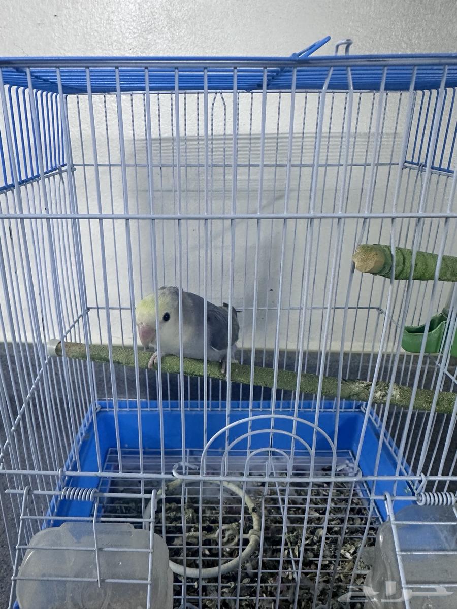 للبيع ذكر روز64243691911299112