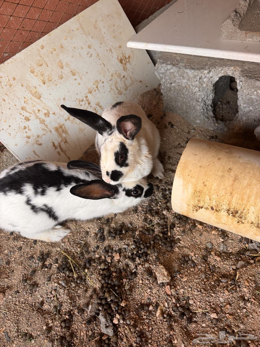 ارانب64248093715074113