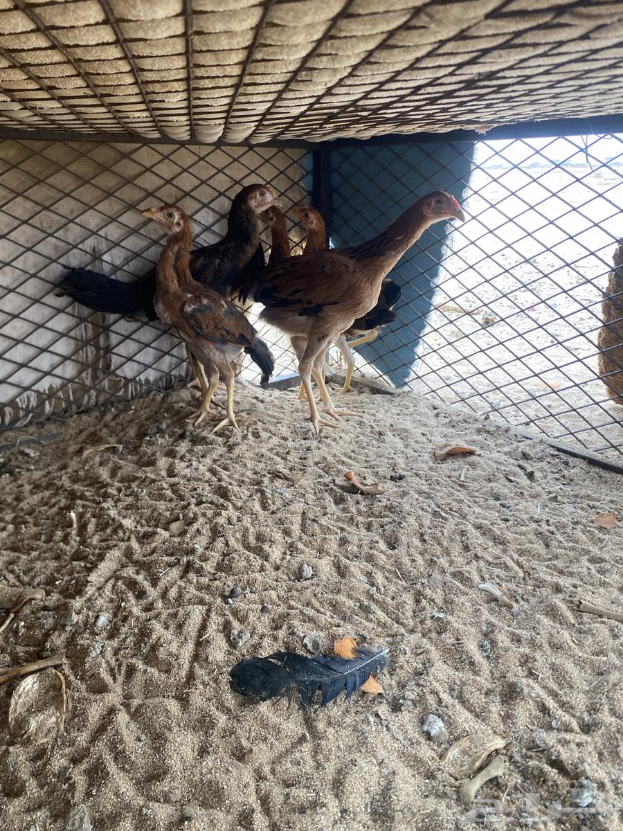 فروخ عربي مكس بكستاني64250587686401110