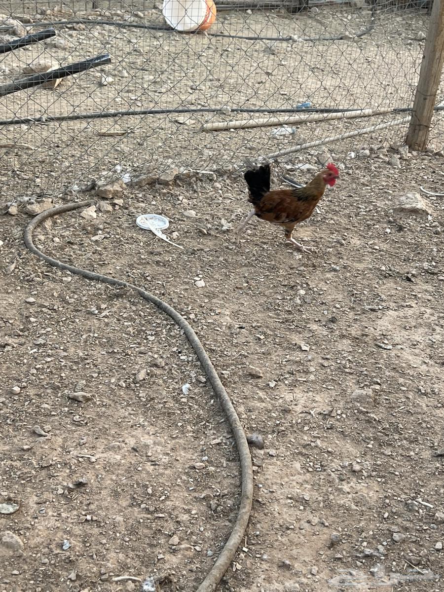 ديوك للبيع64251711739011112