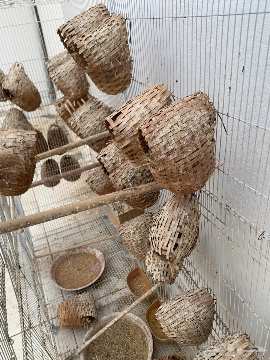 Zebra Nests Aqua and Pottery64250928217218112