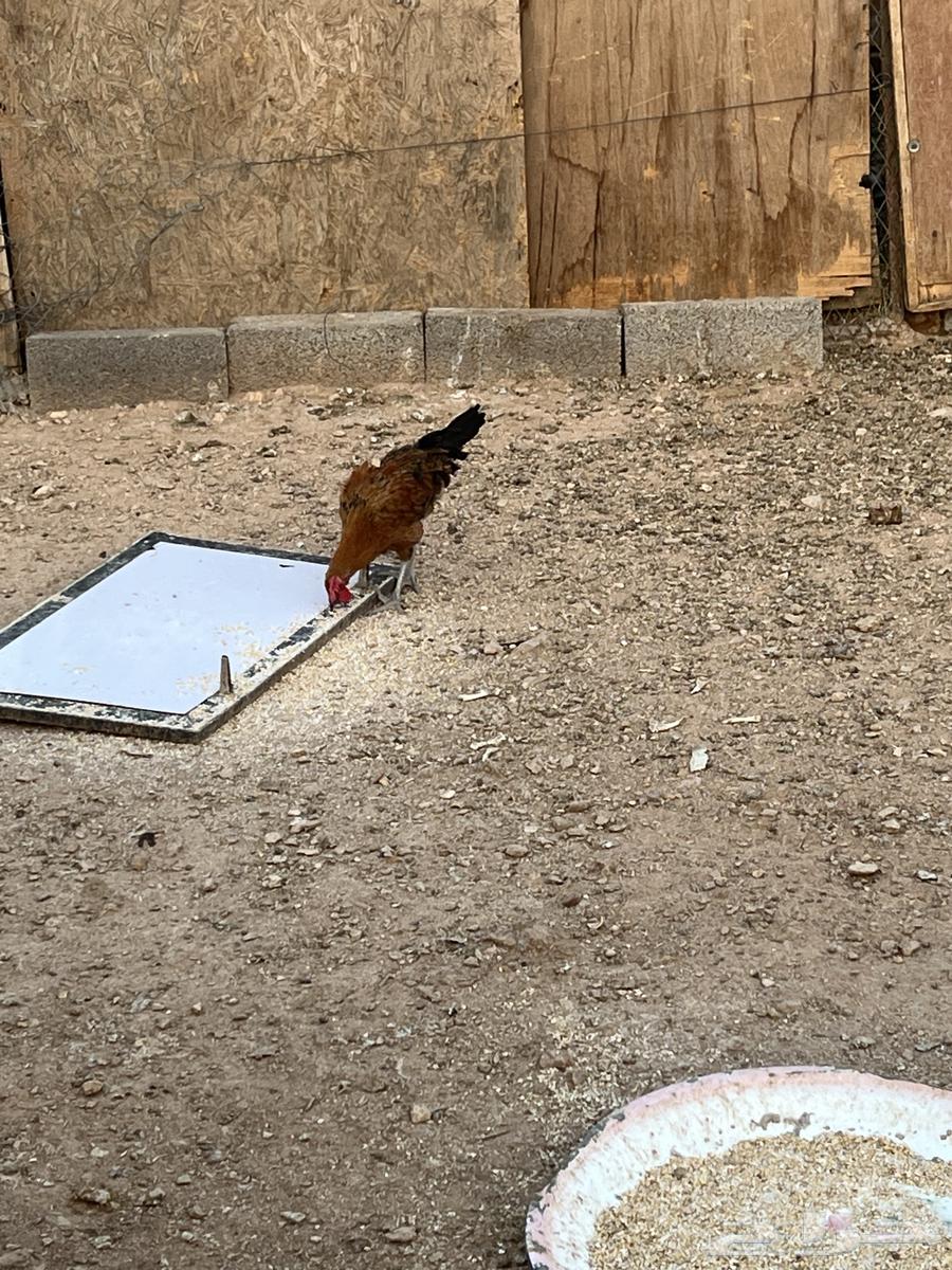 ديوك للبيع64251711739011110