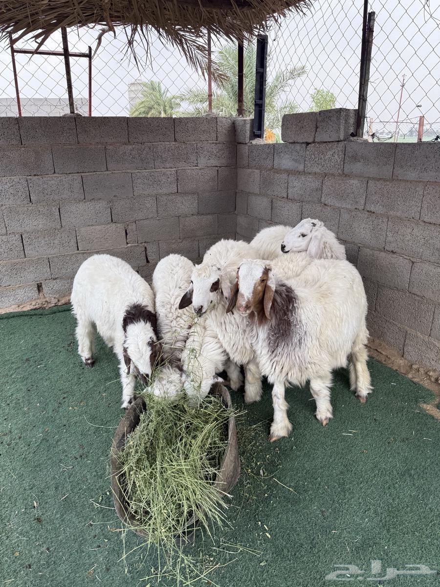 خرفان للبيع64232673598338110