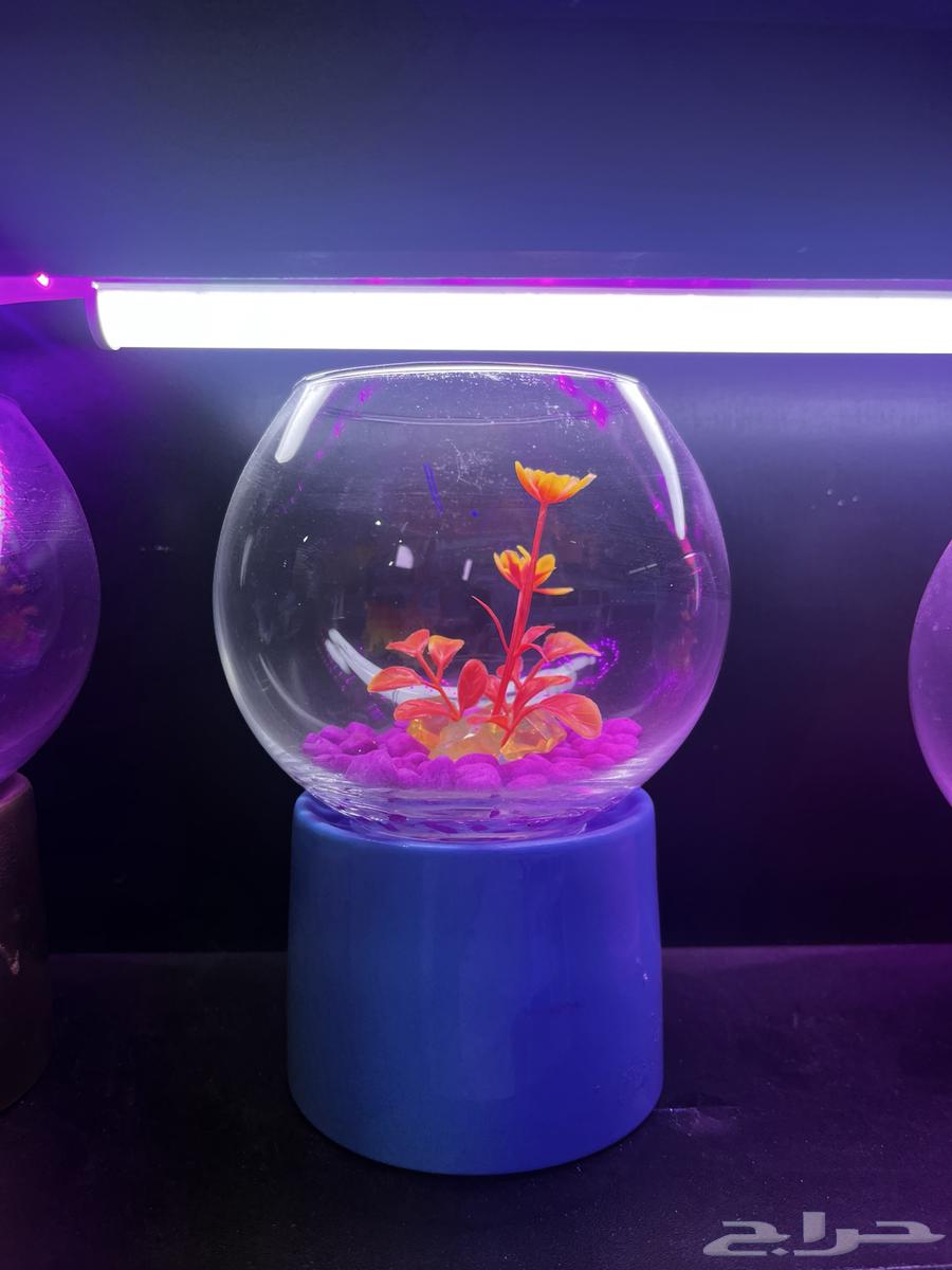 سلاحف وسمك للبيع64240396032001110