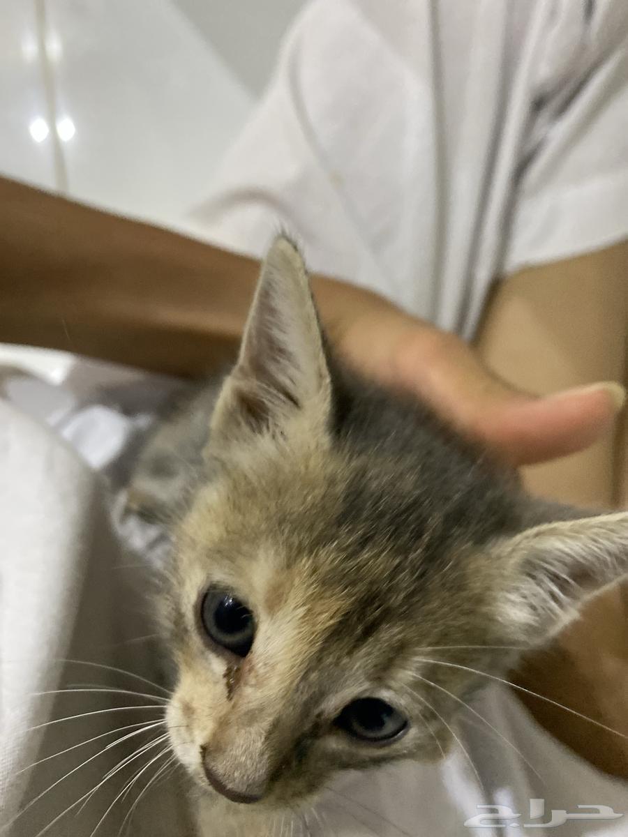 Enough for sale, I swear it's tame and good for 25064252799644417112