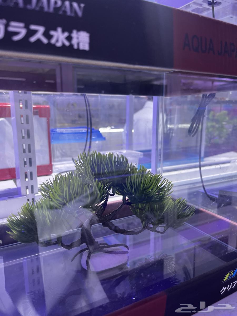 سلاحف وسمك للبيع64240396032001112