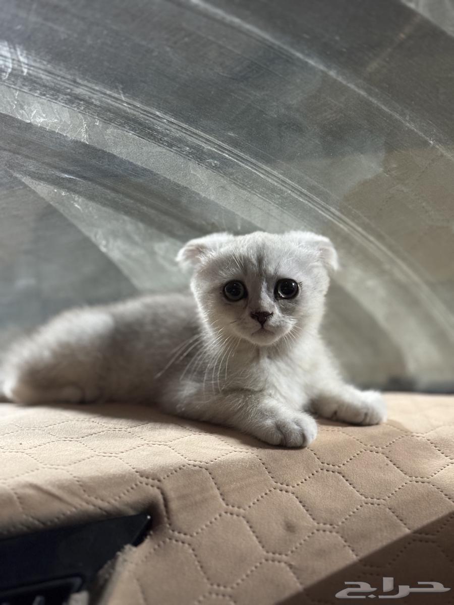 قط سكوتش فولد كيتين64252023930499110