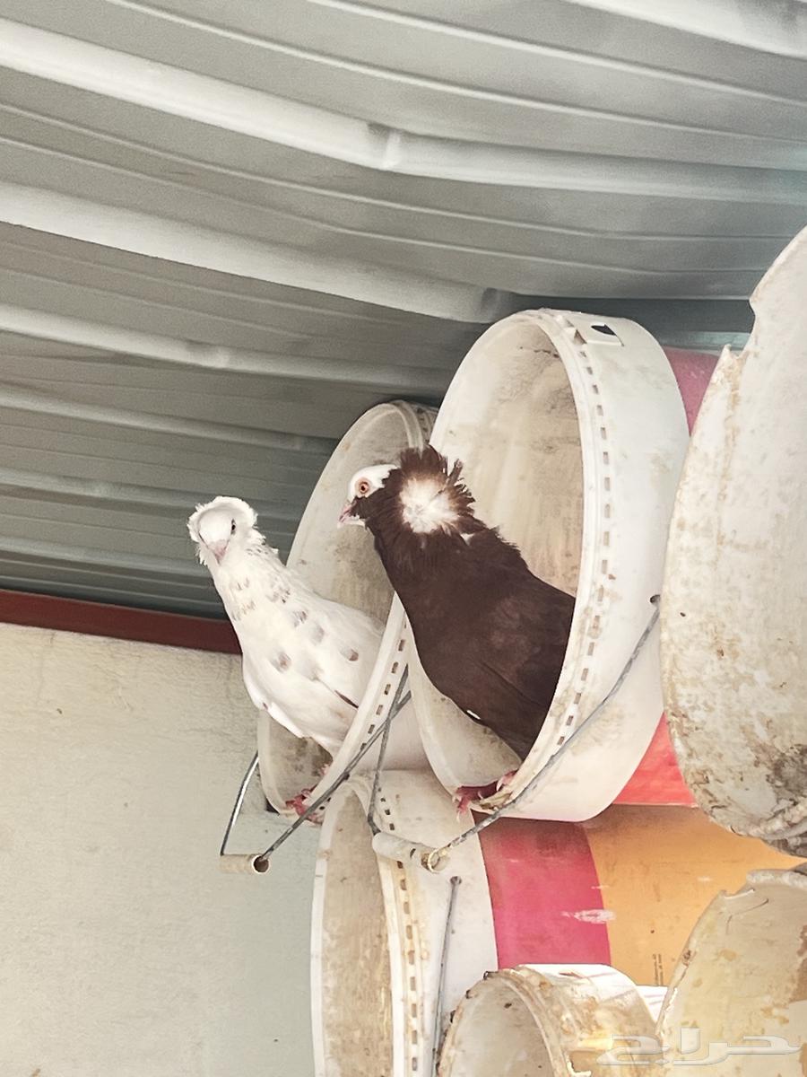 زوج و فروخه كبار عالسوم64248685722241111