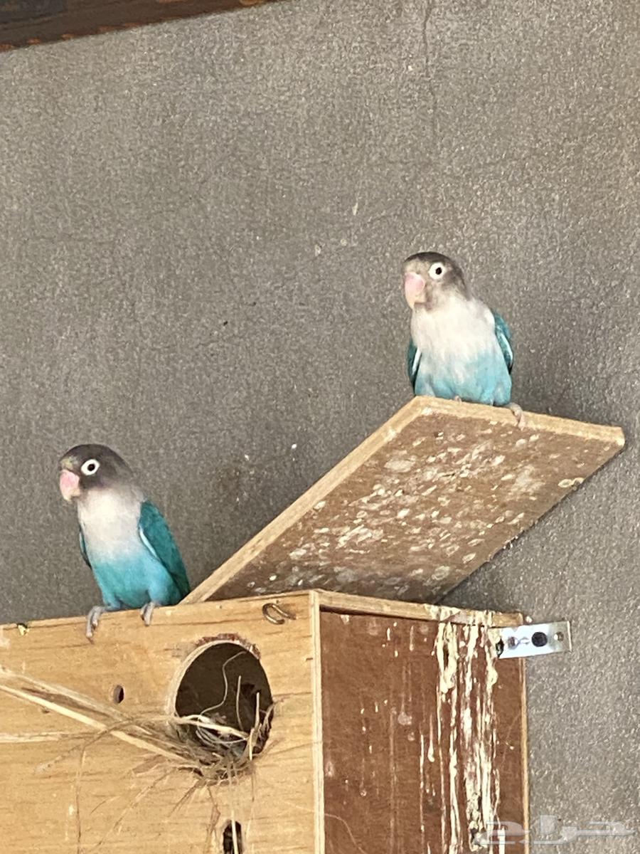 زوج فشر بلو منتج ومحلل64253136281219110