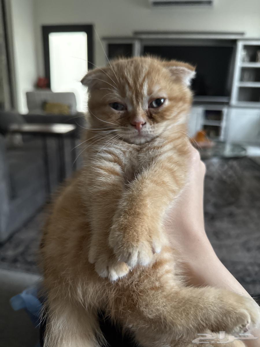 Scotch Cat64246659910530111