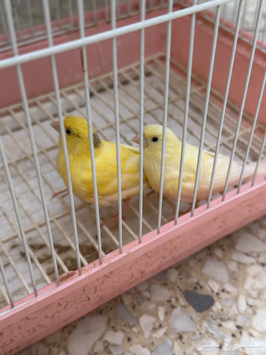 كناري سوري64247921537025112