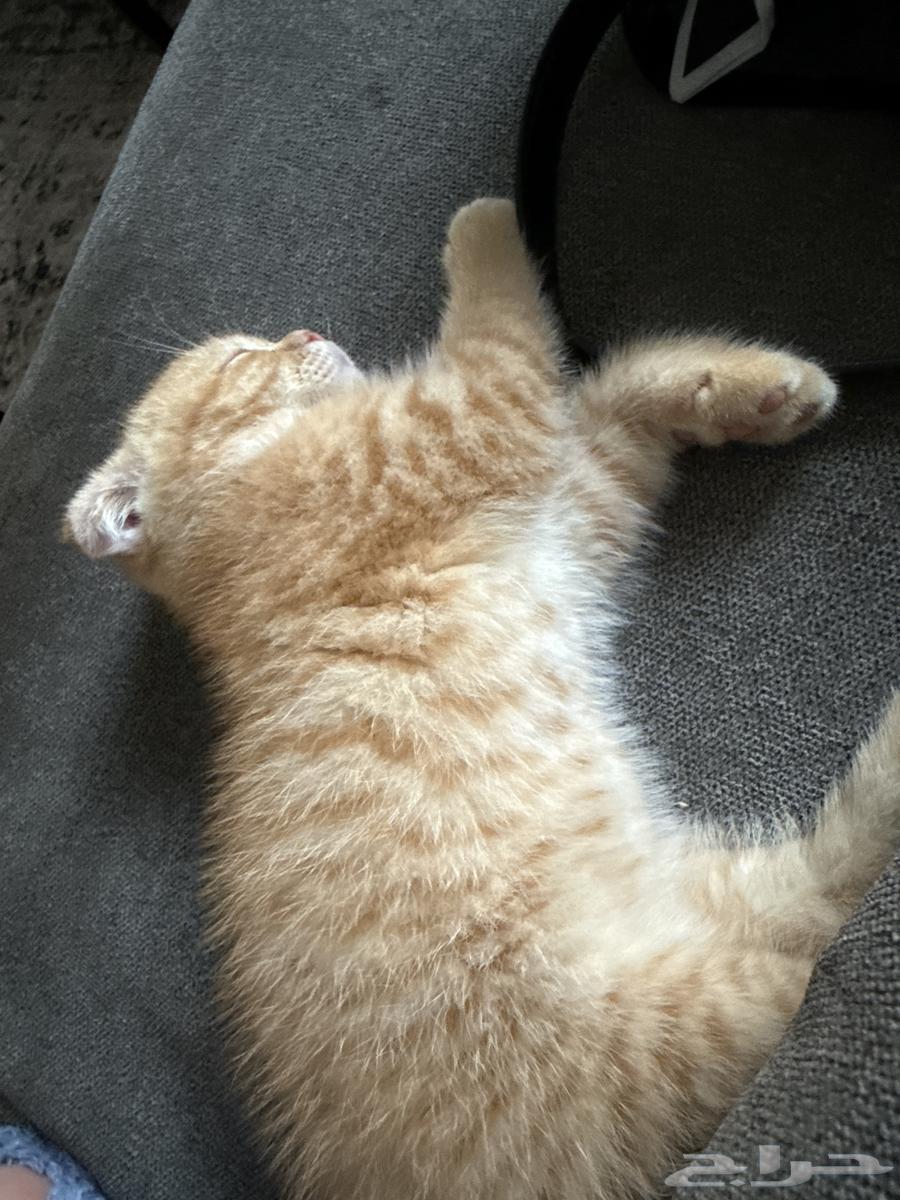 Scotch Cat64246659910530110