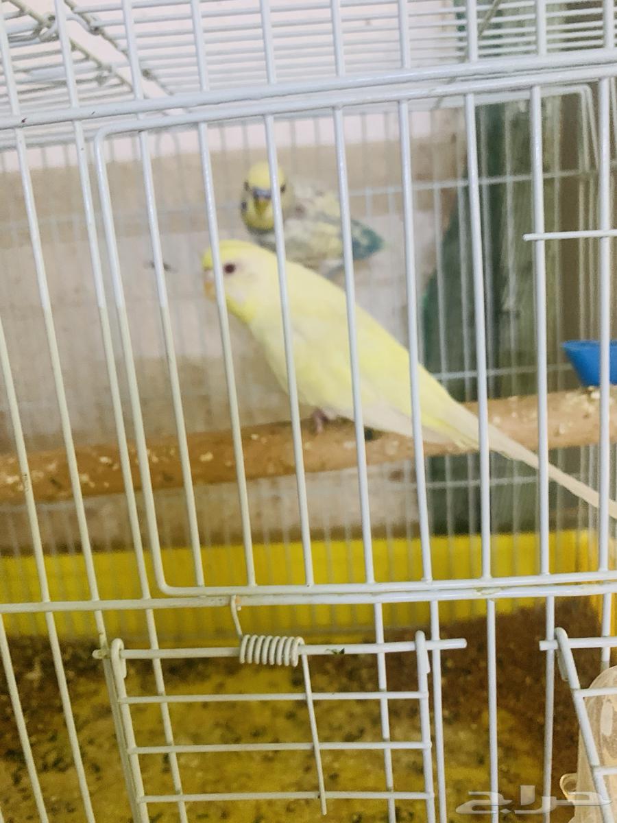 زوجين بادجي64234121364610113