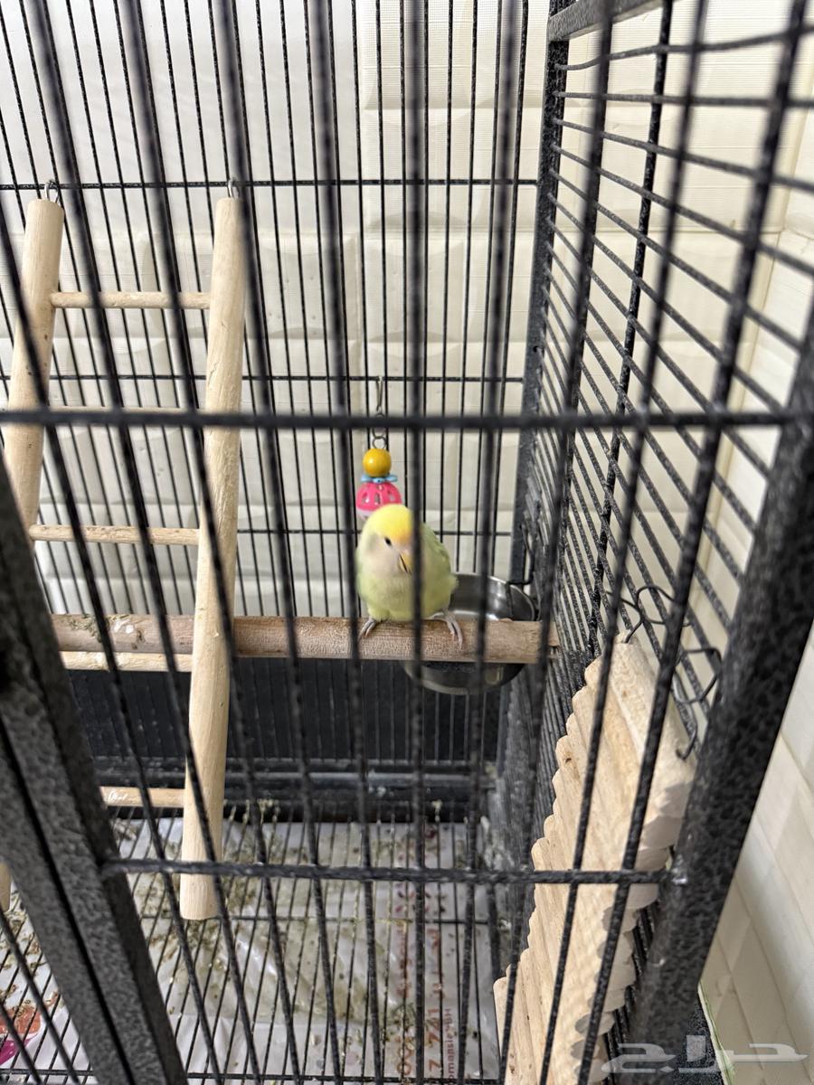 انثى روز للبيع مع القفص الكبير و الصغير64244076581122110