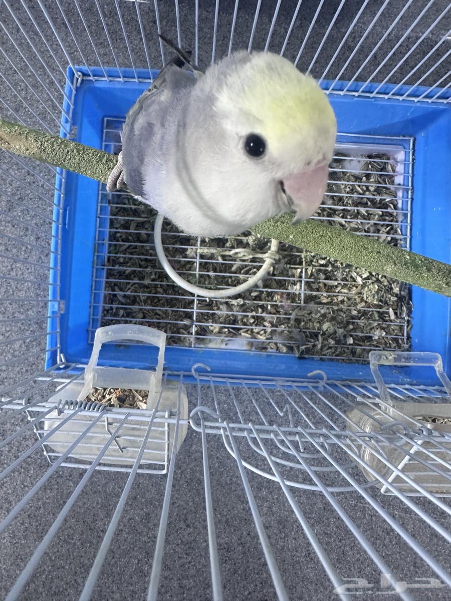 للبيع ذكر روز64243691911299110