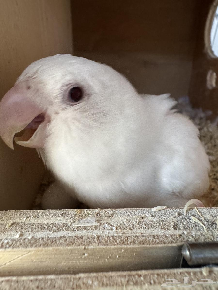 Rose pair with one chick and two eggs..64248273163779110