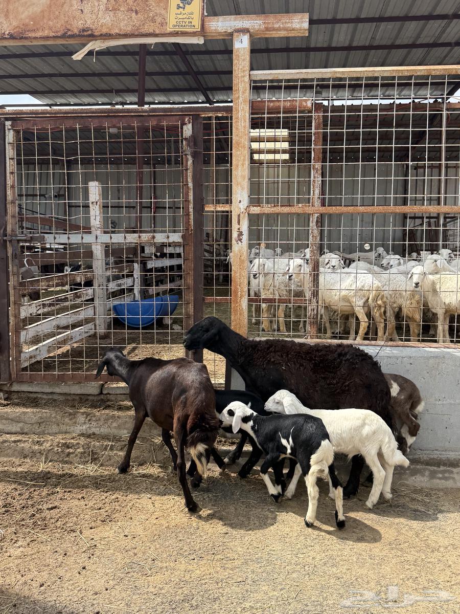 غنم خلفات متاومه 2 تحتهها 464255241000833111