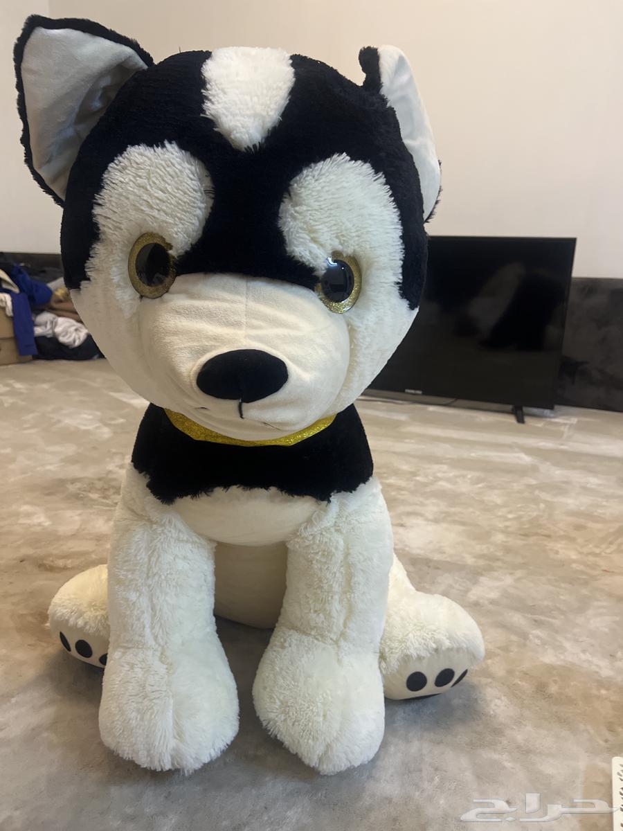 كلب64254427445249110