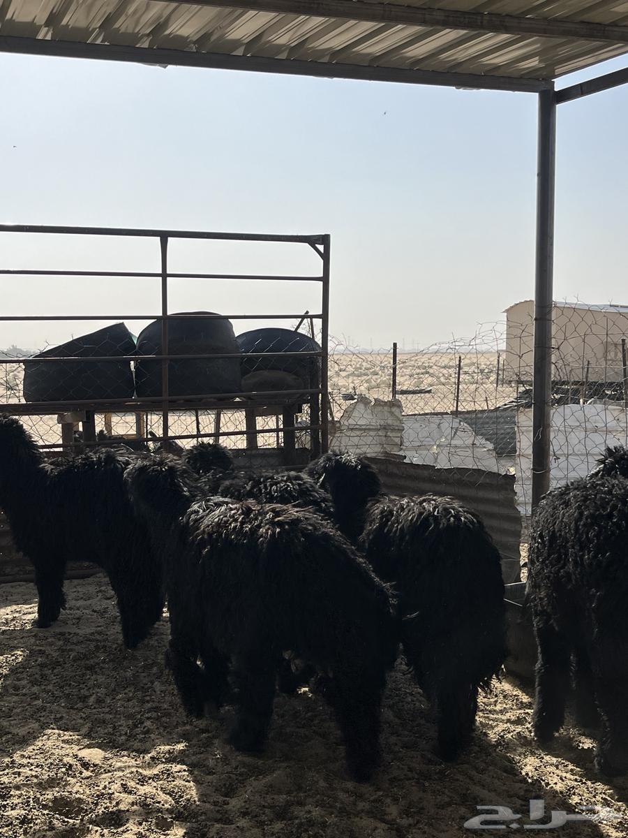 تم البيع64238371675521110