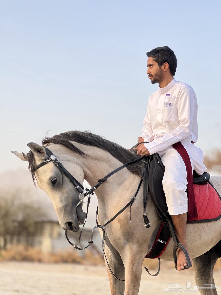 خيل شعبي للبيع64235325609217113