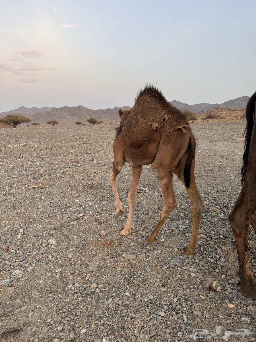 للبيع بكره وقعود64248685269121110