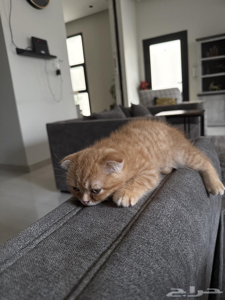 Scotch Cat64246659910530112