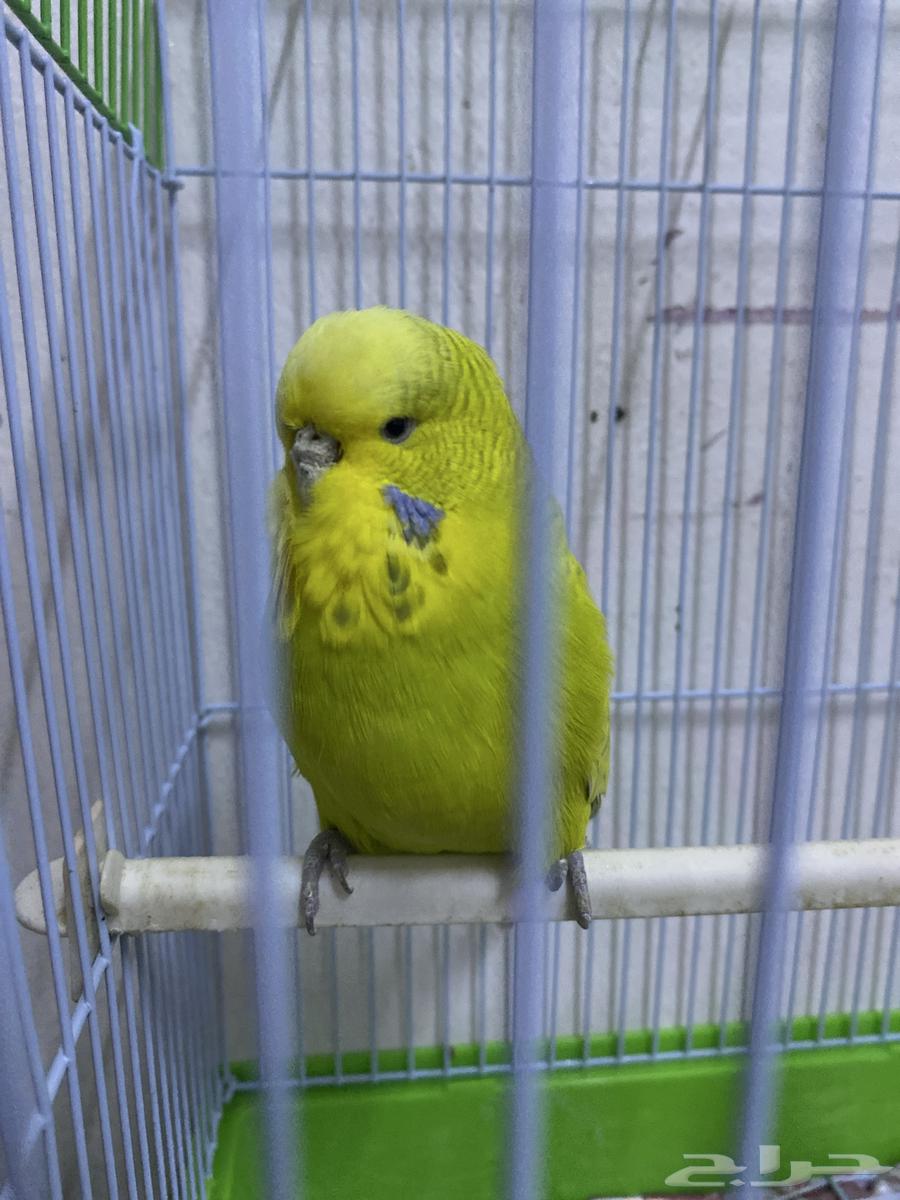 طير حوب64408822199810111