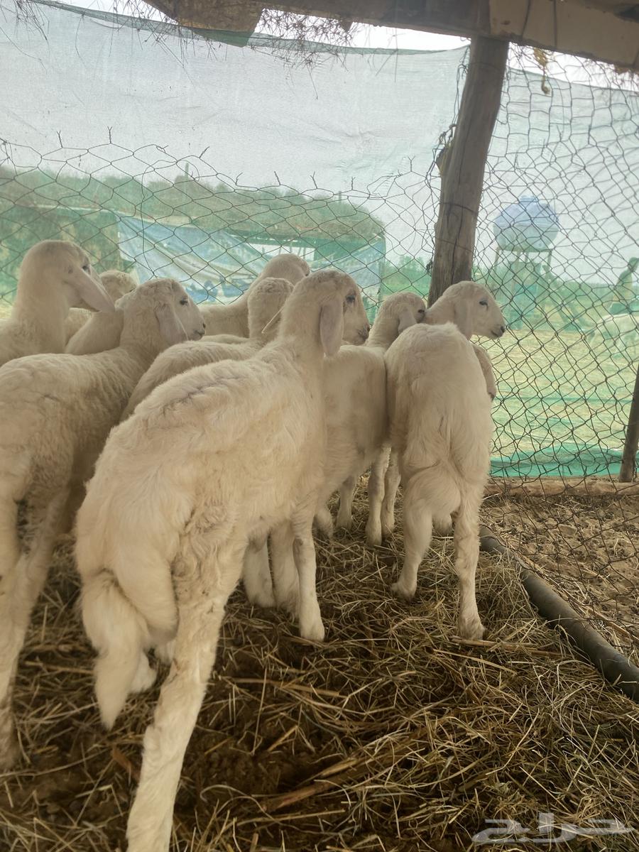 طليان حري فاخر64262517491330113