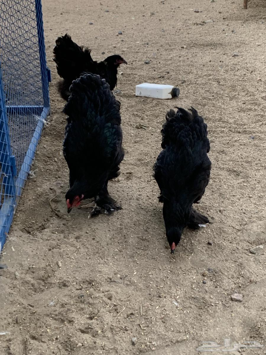 طقم براهما64248697247105114