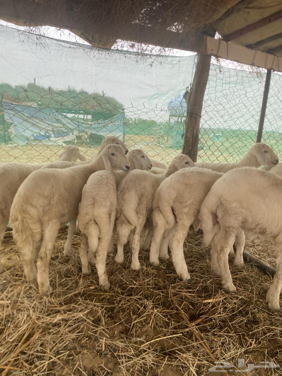 طليان حري فاخر64262517491330111