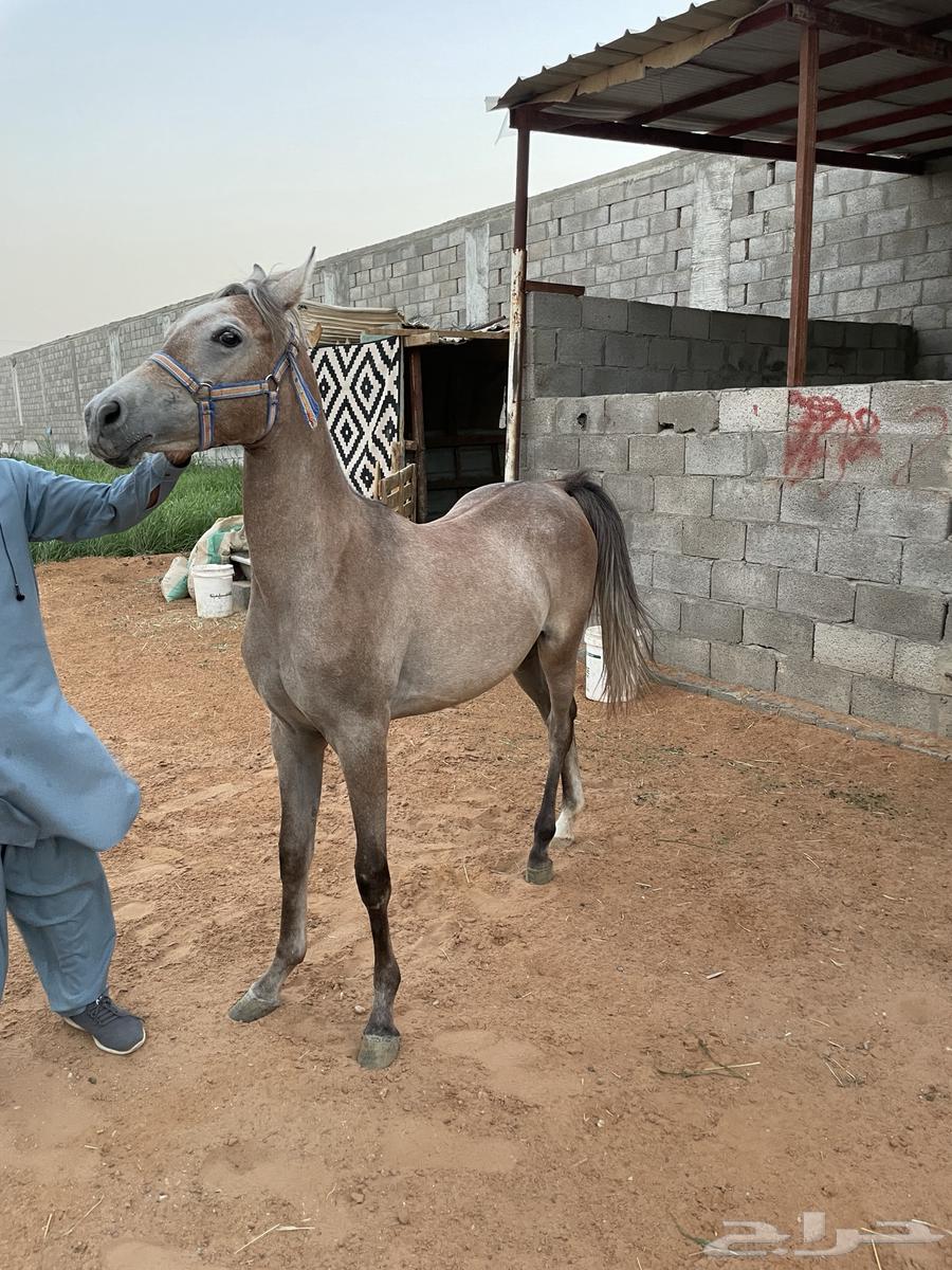 Mare for sale, gentle, over a year old and sound64236871925891113