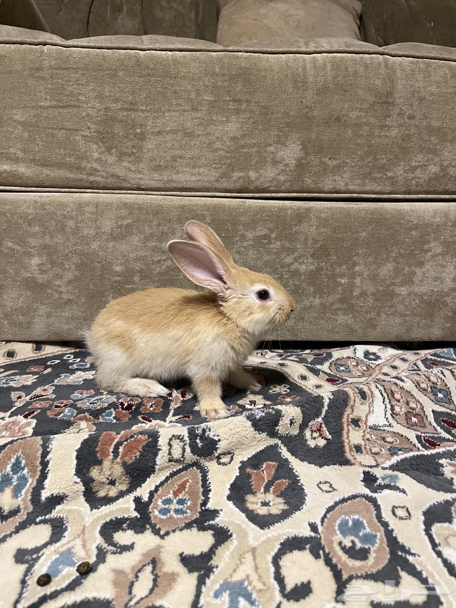 ارنب للبيع64237079014146110