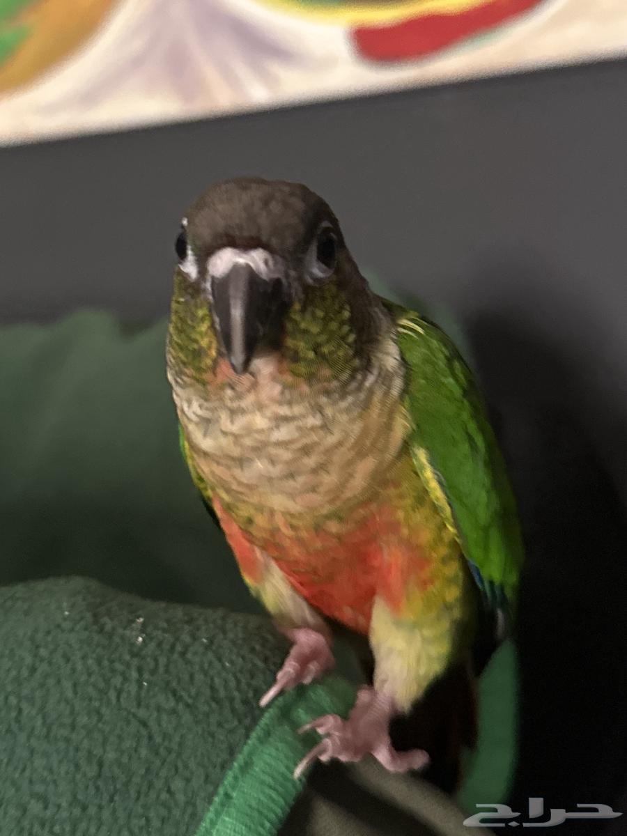 كنيور يلو سايد64246827022339111