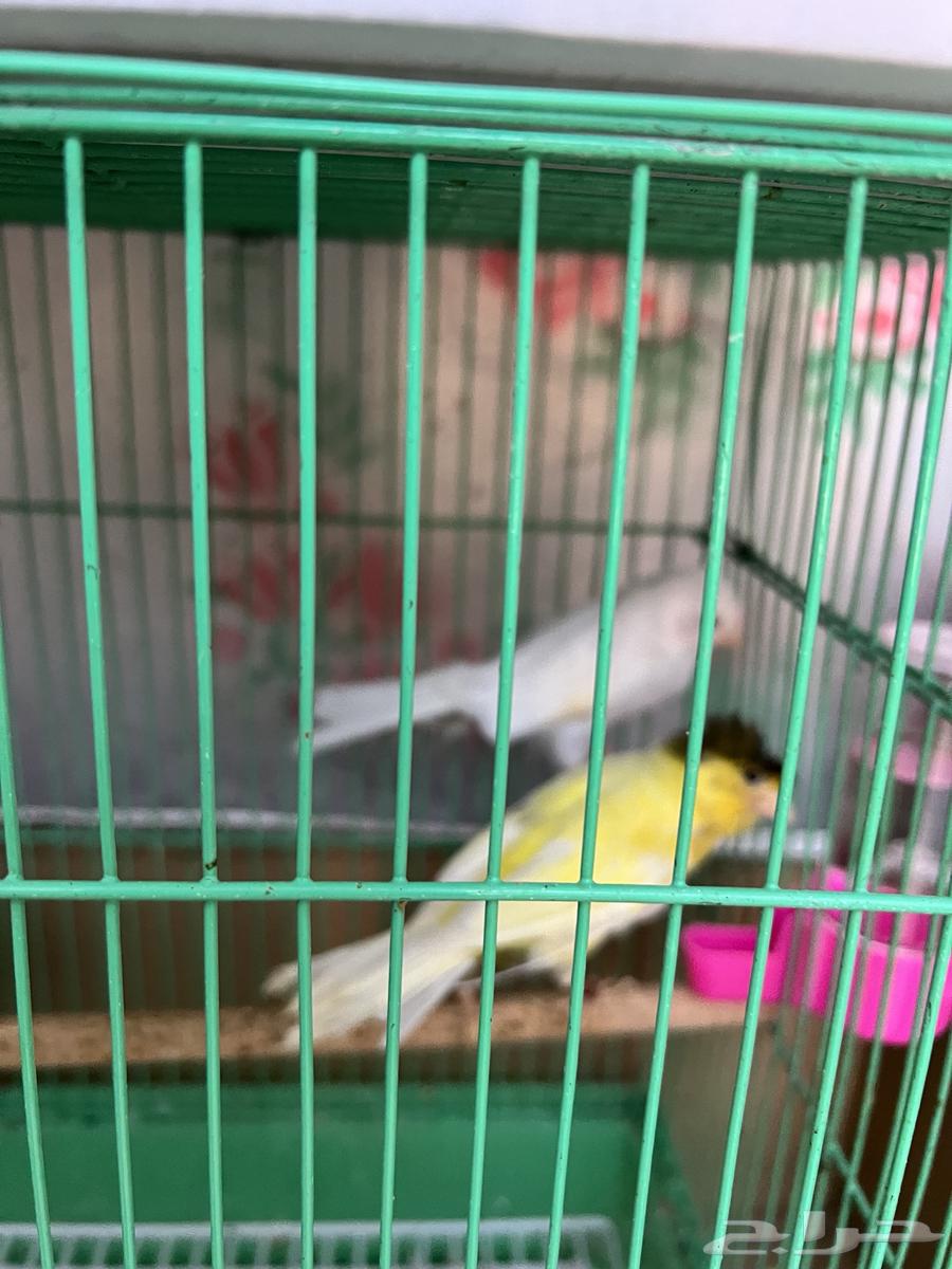 كناري اناث للبيع64252648253954110