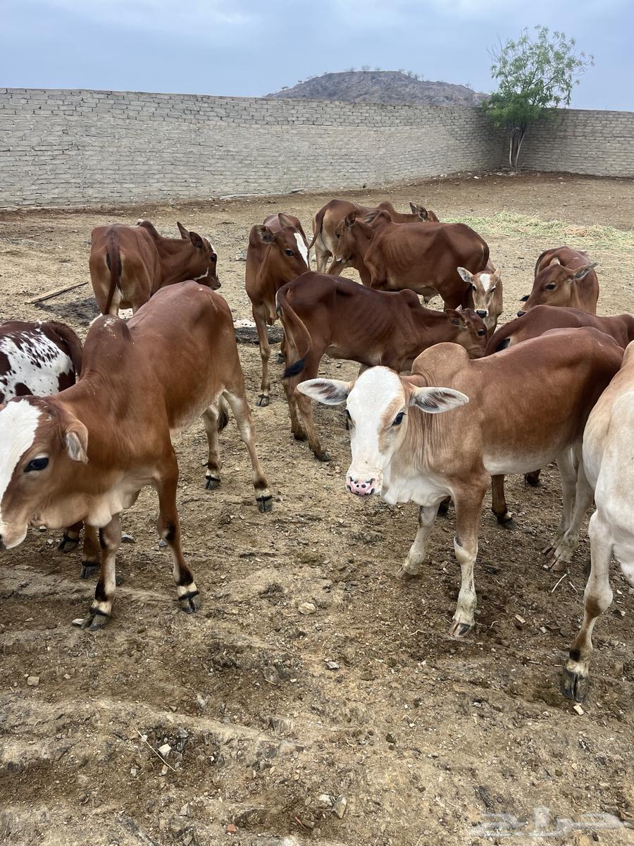 حسلان للبيع.64252799941633112