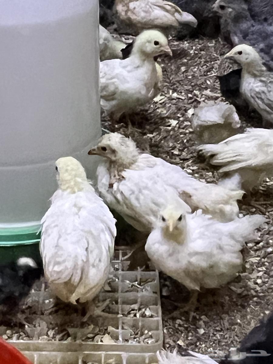 صوص صيصان لوهمان لهمن براون64252648018561111