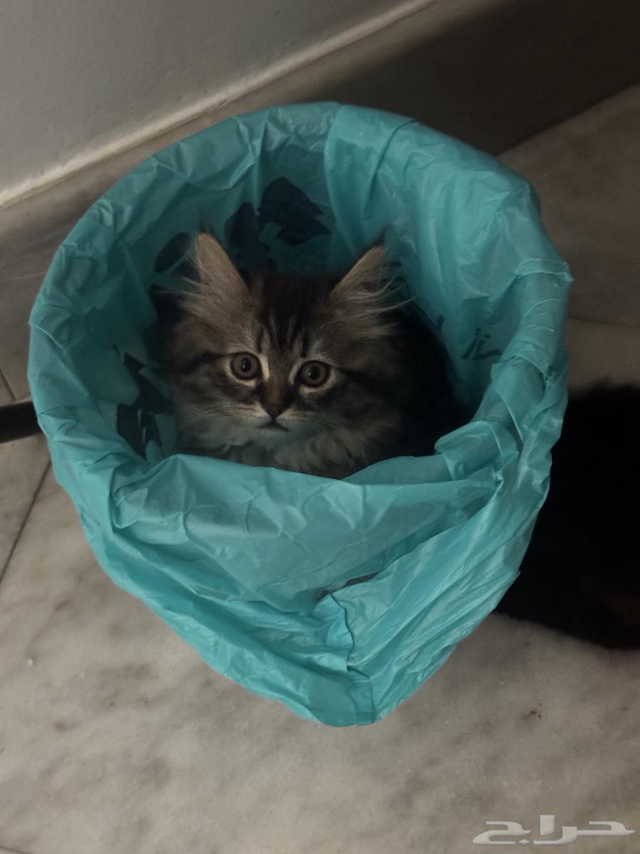 قطط صغيرة للبيع kittens64248697311105110