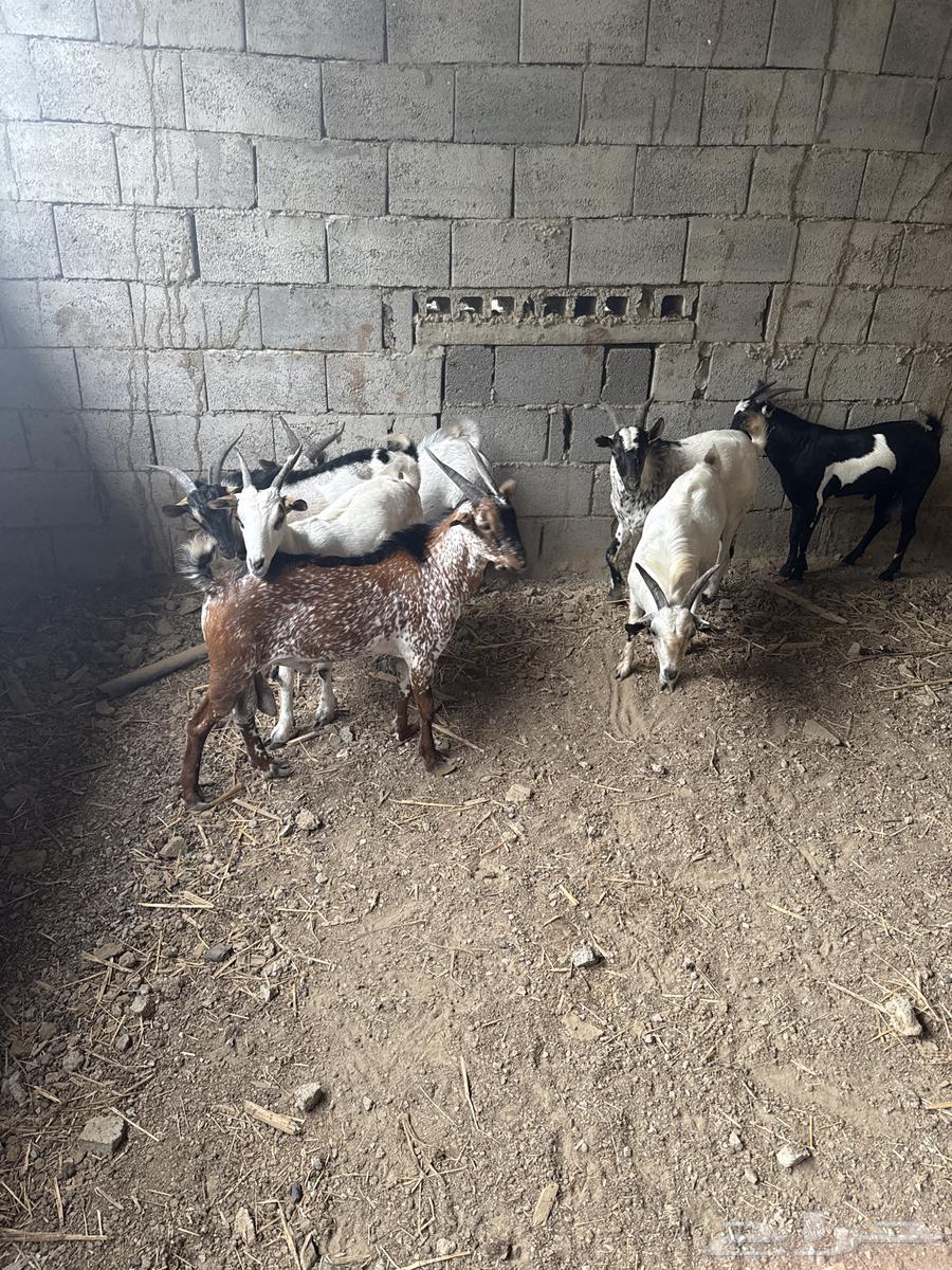 تيوس للبيع السعر 850 ريال64247510005378110