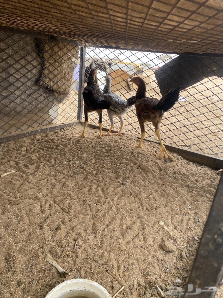 فروخ عربي مكس بكستاني64250587686401114