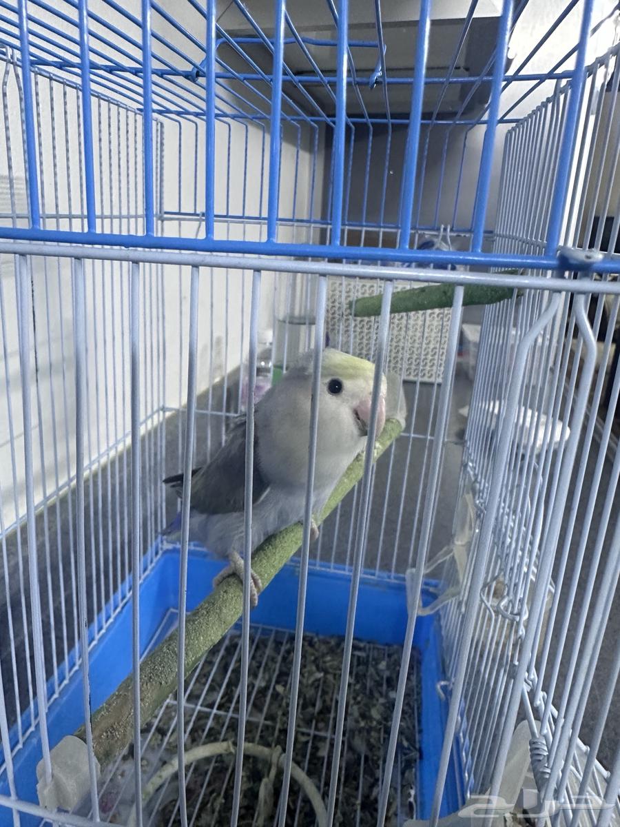 للبيع ذكر روز64243691911299111