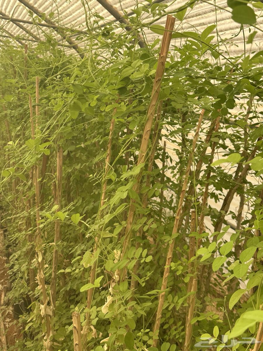 متسلقات تست الحس الاجوانية والشاي الأزرق64238371367426111