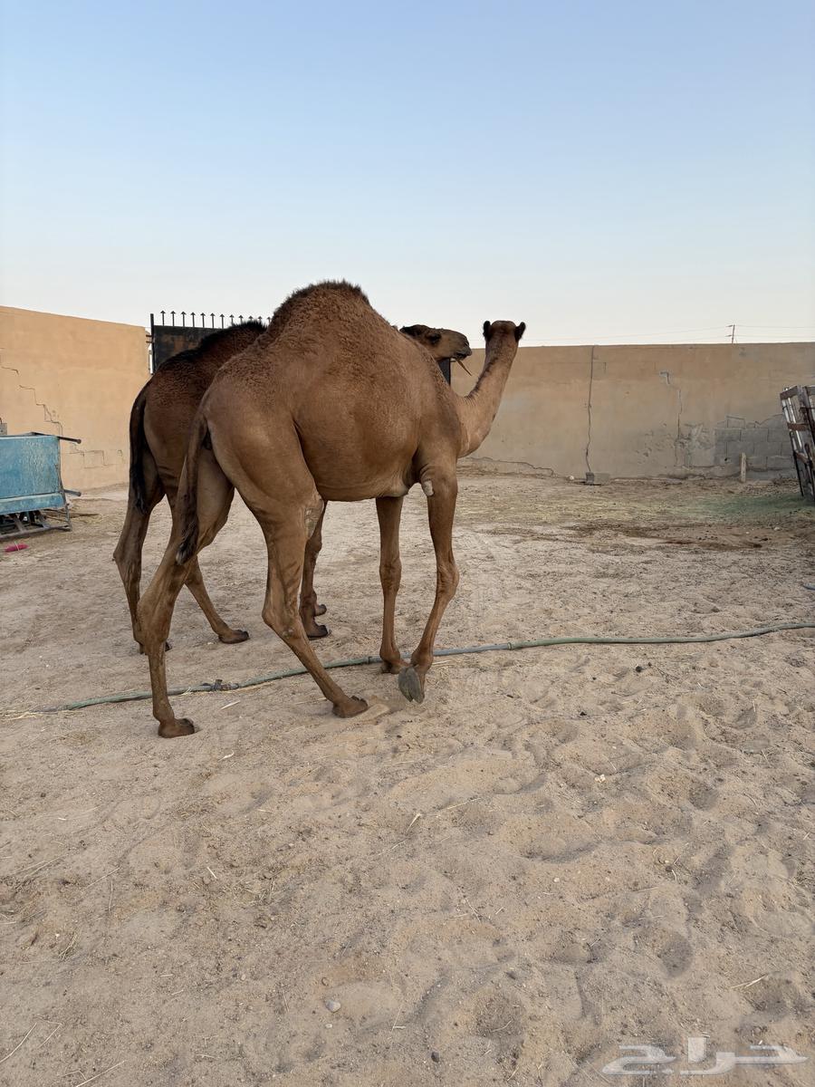 مفاريد عدد 3 سومها 680064241934237185113