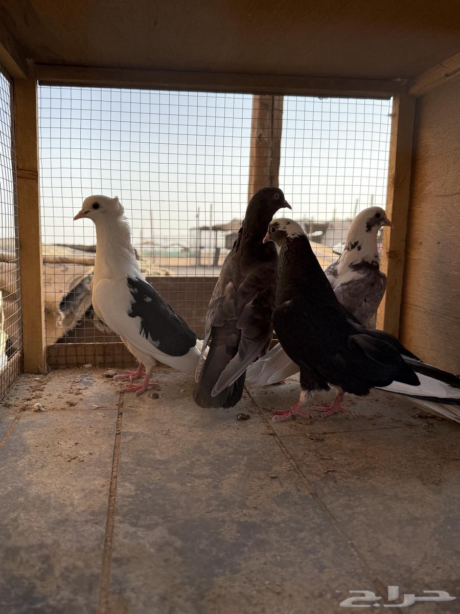 حمام قطايف64236872171265110