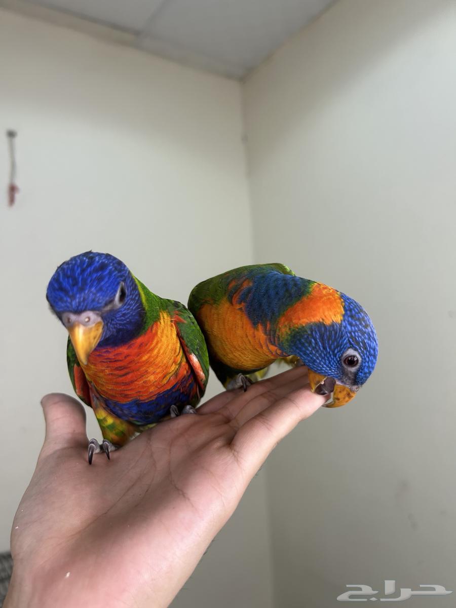 لوريات اليفه وهدد64235478655235112