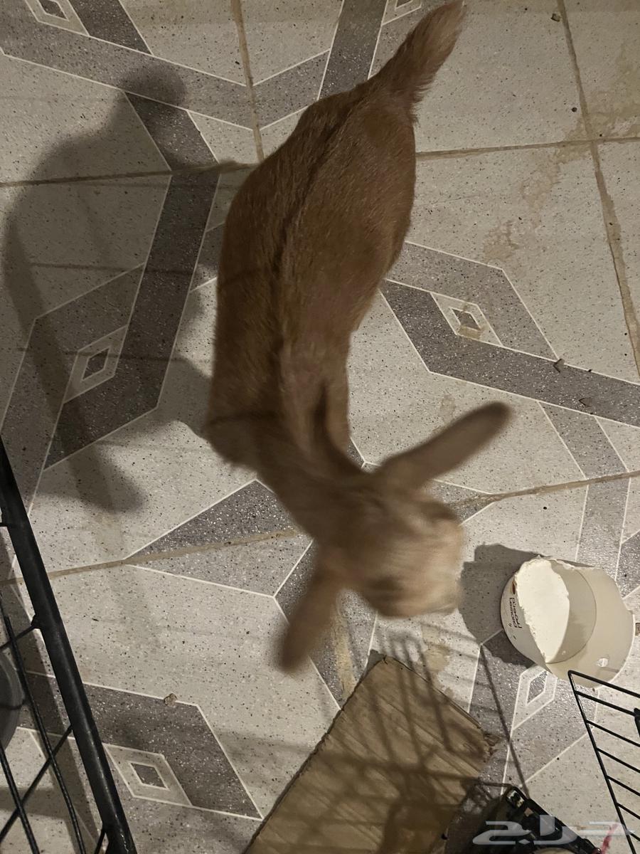 عنز ( جفرة ) قزمية البيع64253286215553113