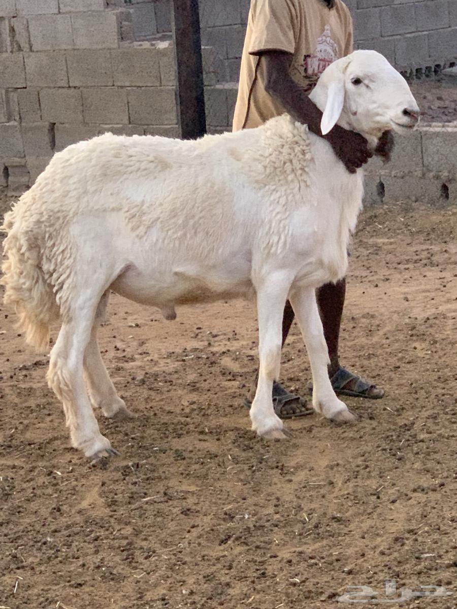 طلي صنف64229104927105112