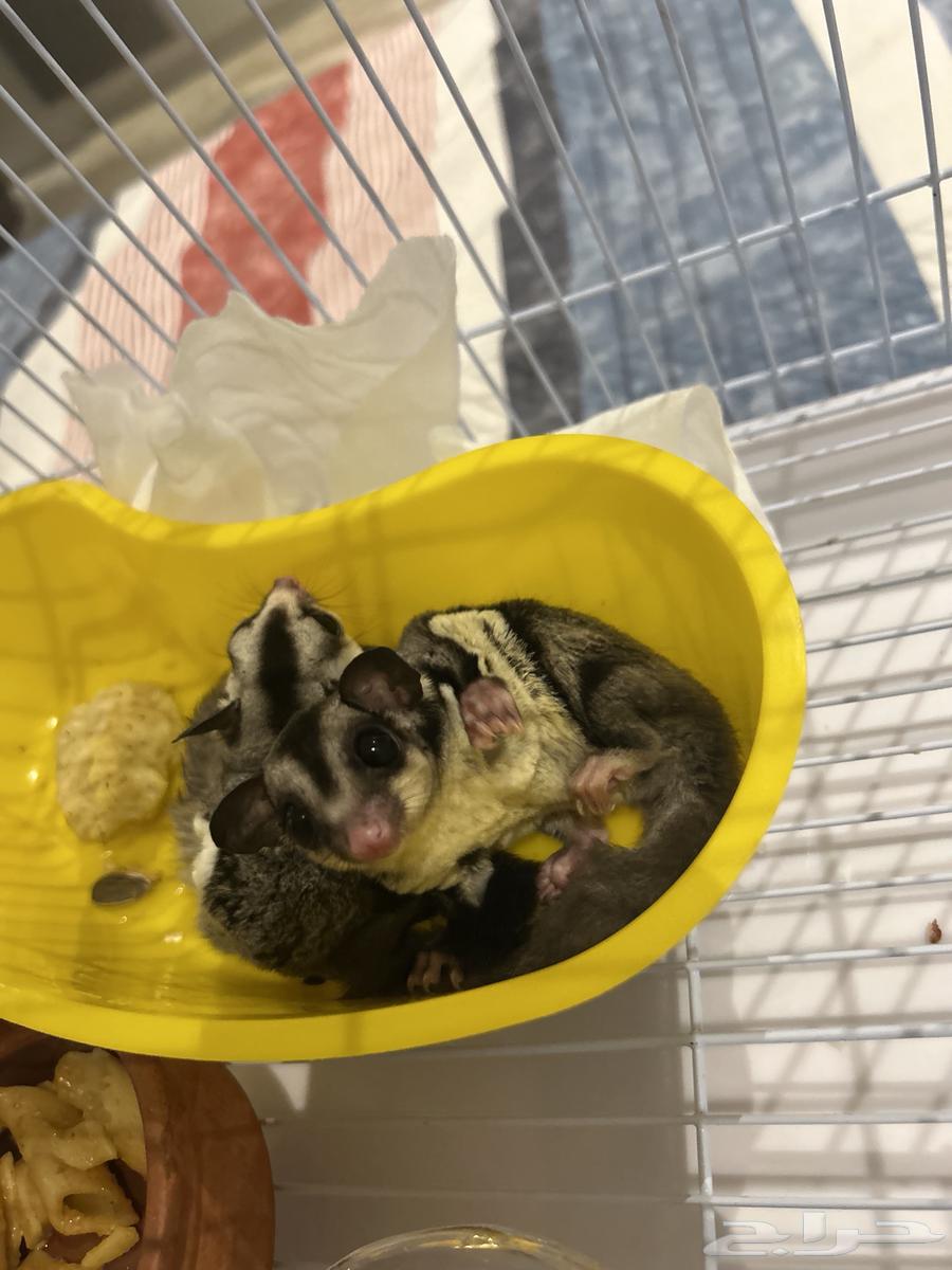 جوز سناجب (شوقر قلايدر)64248287529090112