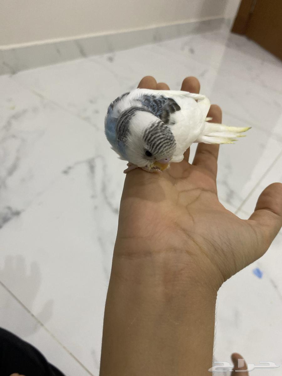 طير بادجي اليف غر64235920763779110