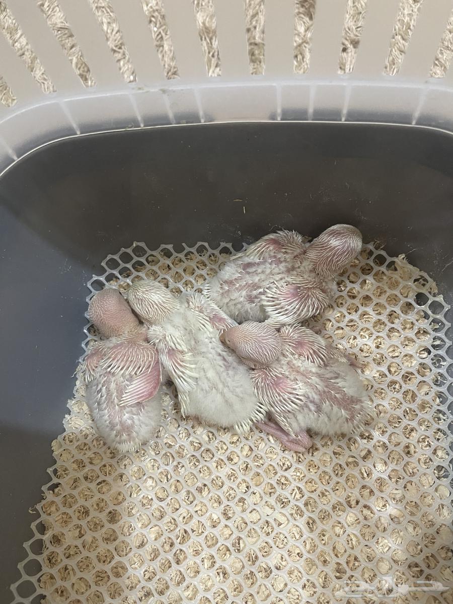 فروخ روز البينو64241240254594110